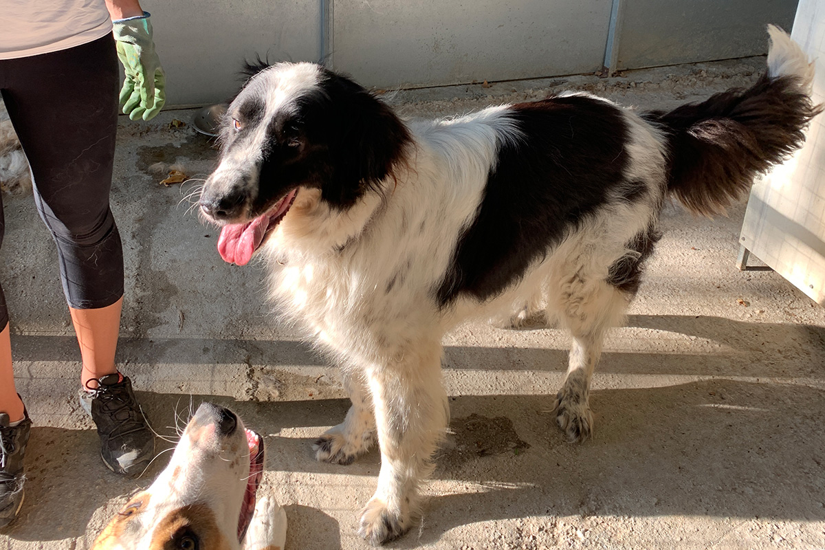 Enna - Lovely Animals