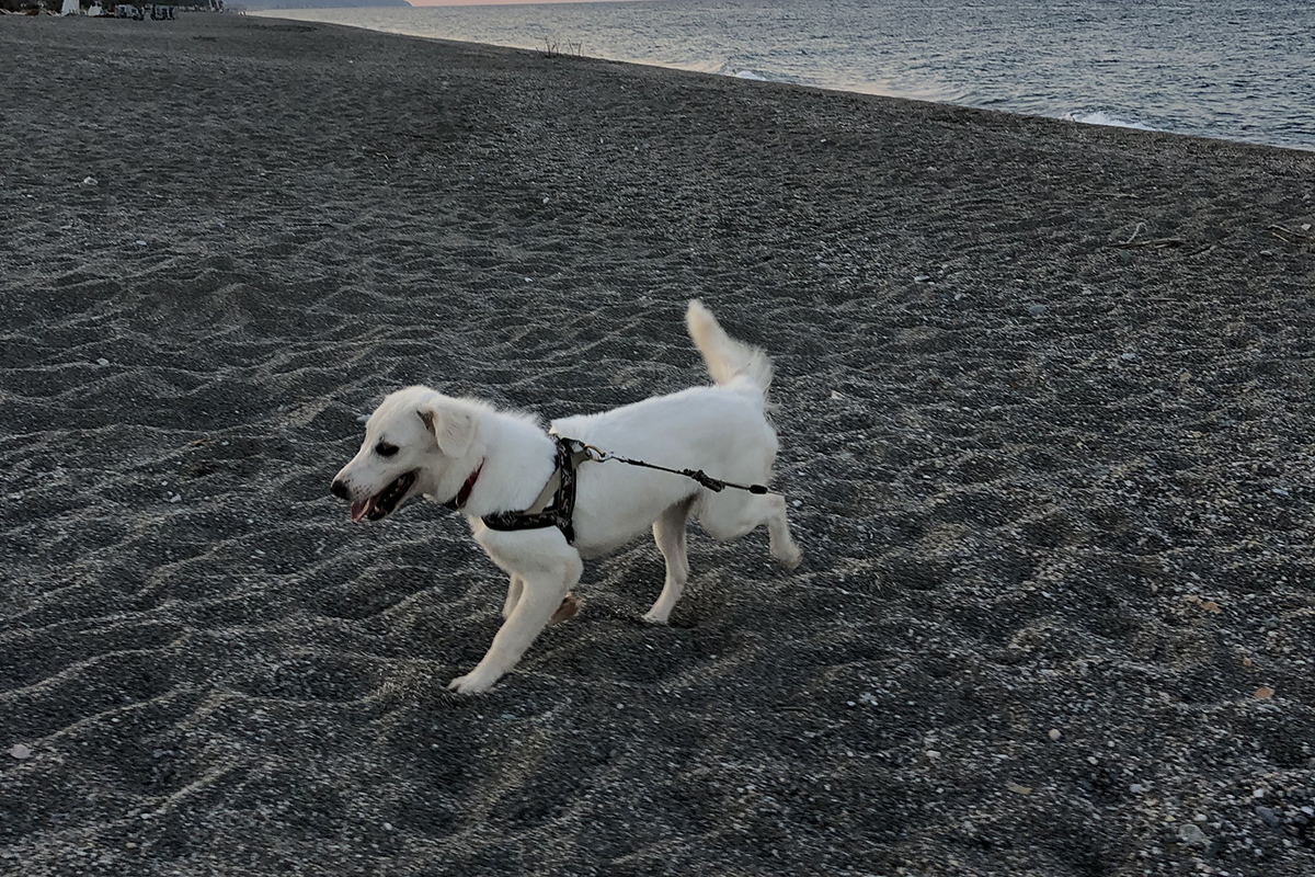 Elpida | Lovely Animals