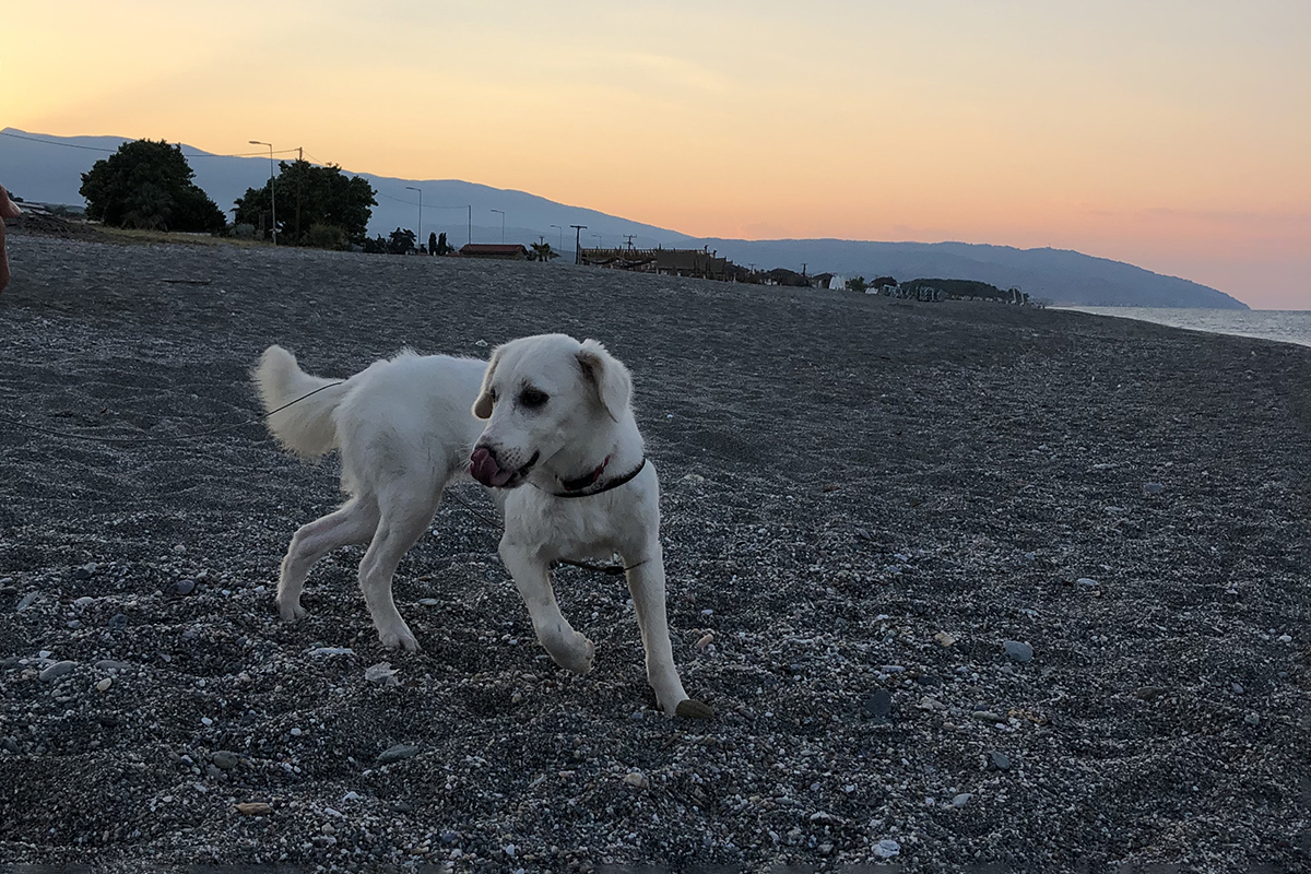 Elpida | Lovely Animals