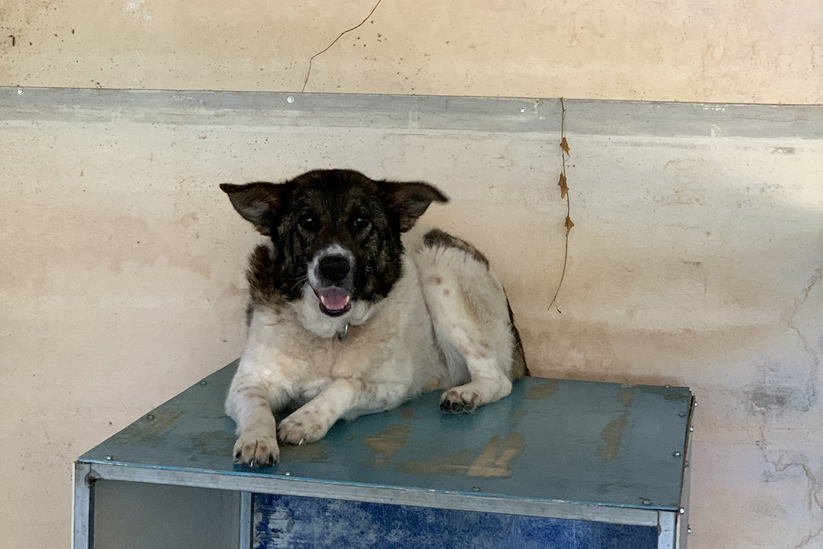 Betty - Lovely Animal