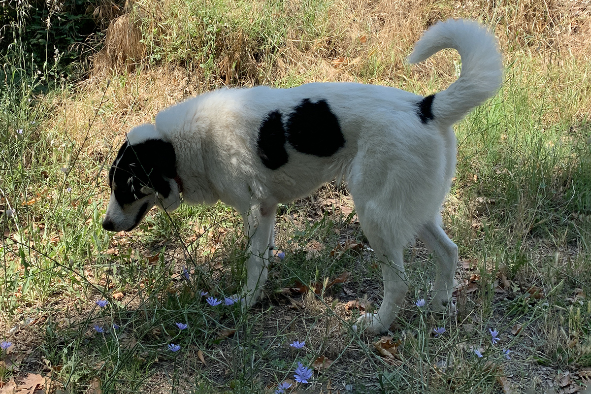 Mary - Lovely Animals