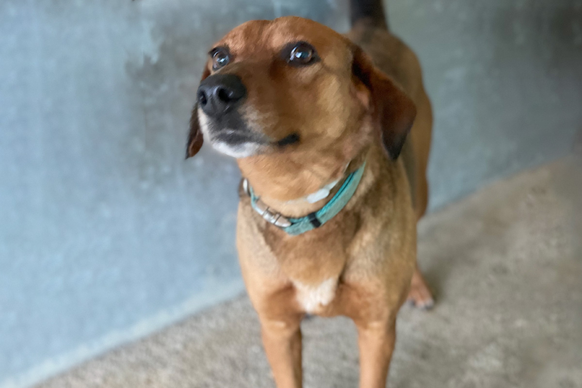 Molly - Lovely Animals