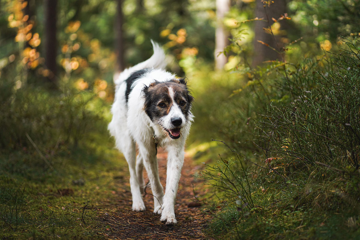 Fenja - Lovely Animals
