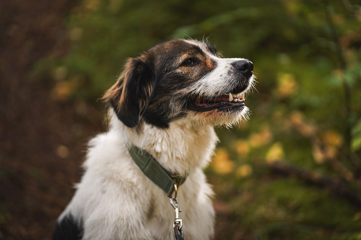 Fenja - Lovely Animals