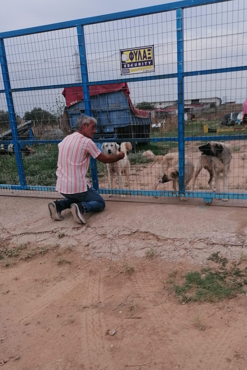 Nikos in Griechenland - Lovely Animals